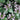 Lamium Maculatum, ‘Dead Nettle’