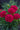 Dianthus 'Fruit Punch CranberryCocktail'