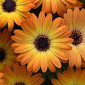 Osteospermum 'African Daisy' Annual