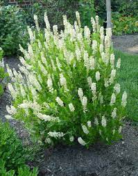 Clethra 'Sixteen Candles'