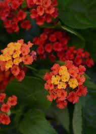 Lantana Bloomify