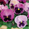 Pansy,  Matrix