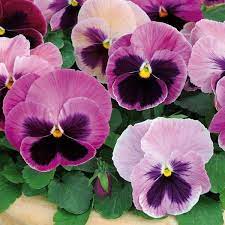 Pansy,  Matrix