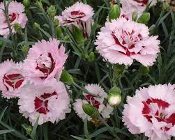 Dianthus 'Raspberry Surprise'