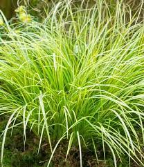 Grass-Acorus 'Ogon'