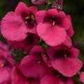 Diascia Juliet