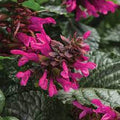 Salvia, Annual