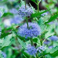 Caryopteris c.'Longwood Blue'