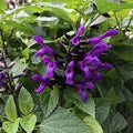 Salvia, Annual