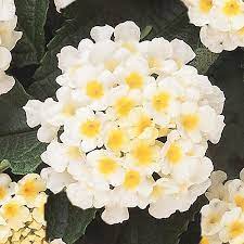 Lantana Lucky series