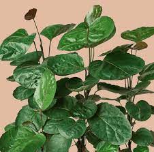 Aralia, Fabian Stump