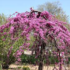 Cercis c. 'Lavender Twist' ('Covey')