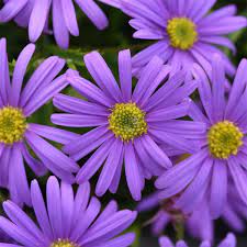 Brachyscome