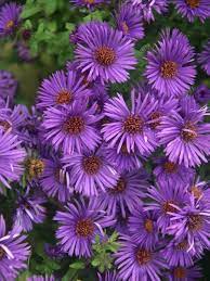 Aster novae-angliae 'Purple Dome'