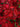 Dianthus 'Rockin Red'