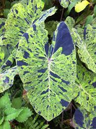 Colocasia, Mojito