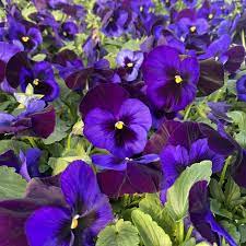 Pansy,  Matrix
