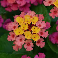 Lantana Bloomify