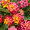 Lantana, Luscious