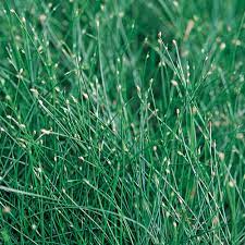 Fiber Optics Grass