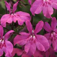 Lobelia