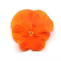 Pansy,  Matrix
