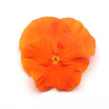 Pansy,  Matrix
