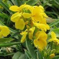 Erysimum Sugar Rush Yellow
