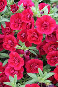 Calibrachoa