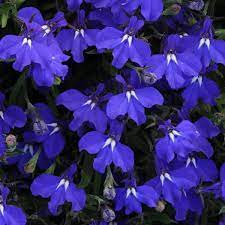 Lobelia