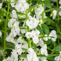 Angelonia, Angelface Series
