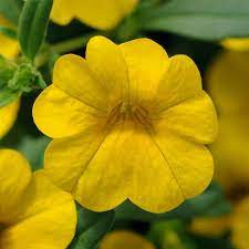 Calibrachoa