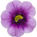 Calibrachoa