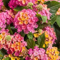 Lantana, Luscious