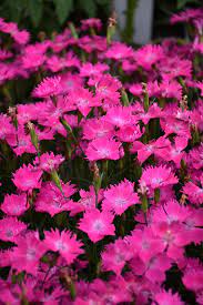 Dianthus Kahori® Pink