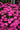 Dianthus Kahori® Pink