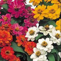 Zinnia, Annual