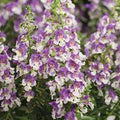 Angelonia, Angelface Series