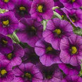 Calibrachoa