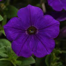 Petunia, Headliner