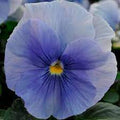Pansy,  Matrix