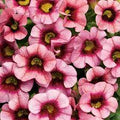 Calibrachoa