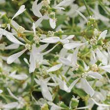 Euphorbia, Breathless White
