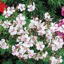 Geranium c. 'Biokovo'