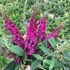 Buddleia Lo & Behold® 'Ruby Chip'