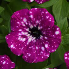 Petunia, Headliner