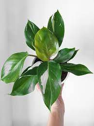 Philodendron, White Knight