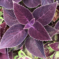 Coleus