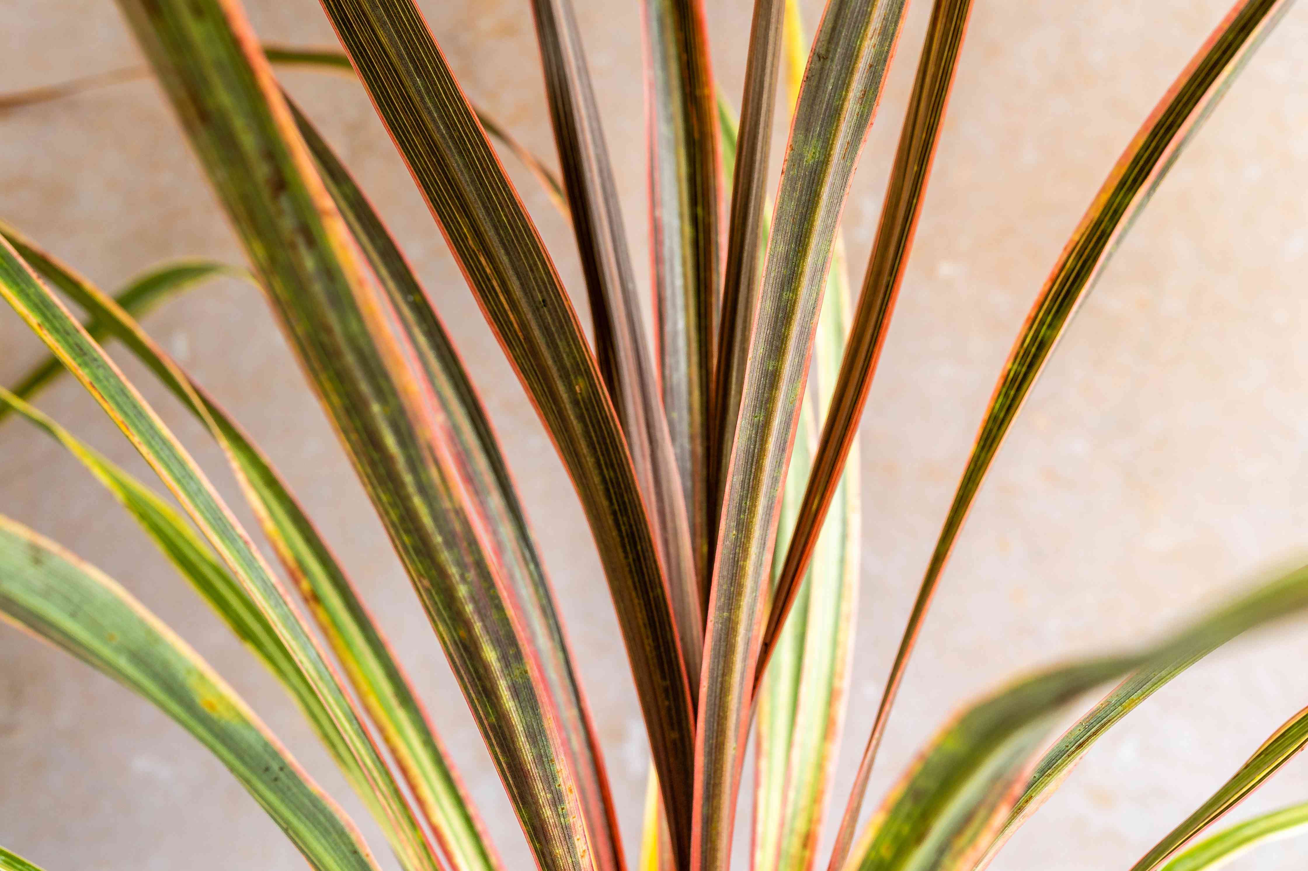 Dracaena Cordyline