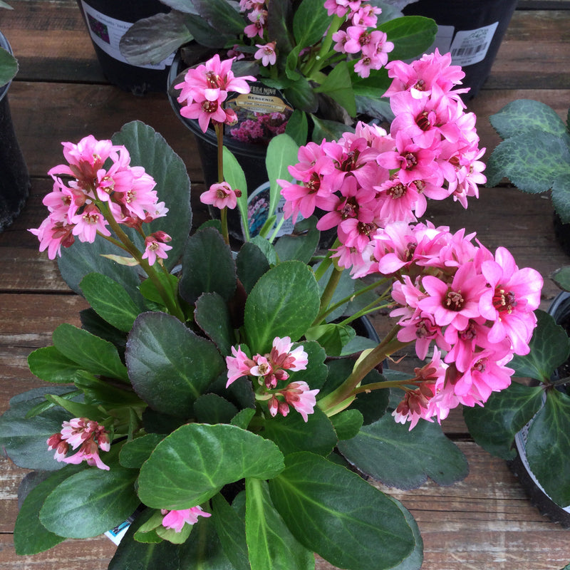 Bergenia ‘Dragonfly Pink’